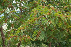 Anogeissus latifolia